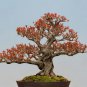 Fresh Twisted Pomegranate Bonsai Seeds 20 Seeds To Grow Highly Prized Edible Fruit Garden