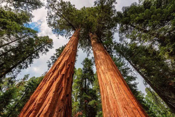 Fresh Redwood Sequoia Tree Seeds 25 Seeds Ships From Usa Sequoia Bonsai Seeds Garden