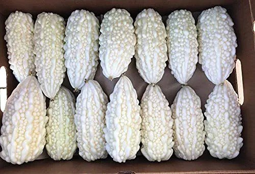 Fresh Exotic White Bitter Gourd Seeds For Planting 10 Seeds White Bitter Melon Rar Garden