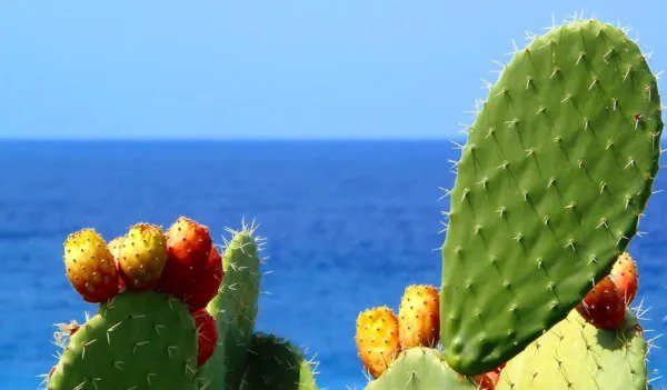 Fresh Green Prickly Pear Cactus Seeds 50+ Seeds Ships From Iowa Usa Grow Exotic Garden