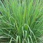 Fresh Lemongrass Seeds 100 Seeds Herb Ships From Iowa Made In Usa Garden
