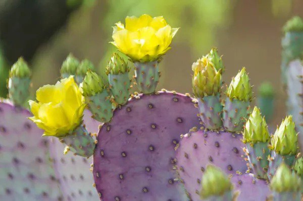Fresh Purple Prickly Pear Cactus Seeds 50+ Seeds Ships From Iowa Usa Grow Exoti Garden