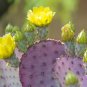Fresh Purple Prickly Pear Cactus Seeds 50+ Seeds Ships From Iowa Usa Grow Exoti Garden