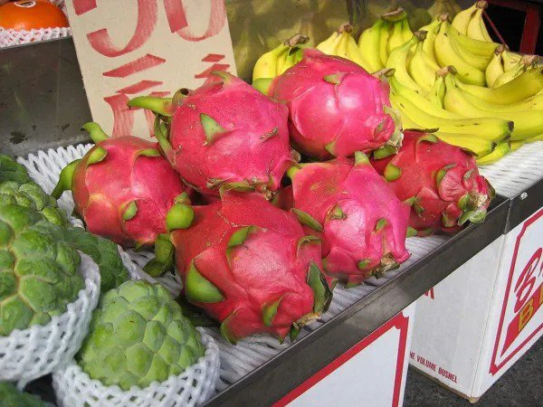 Fresh 100+ Dragon Fruit Seeds (Pitaya / Pitahaya / Strawberry Pear) Hylocereus Undatus Garden