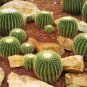 Fresh Golden Barrel Cactus Seeds 25 Seeds Echinocactus Grusonii Ships From Iowa Garden