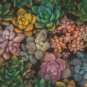 Fresh Succulent Seeds Mix 100 Seeds Echeveria Species Mix Ships From Iowa Usa Garden