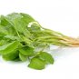 Fresh Green Chinese Spinach Seeds For Planting 100+ Seeds Ships From Iowa Usa. Ve Garden