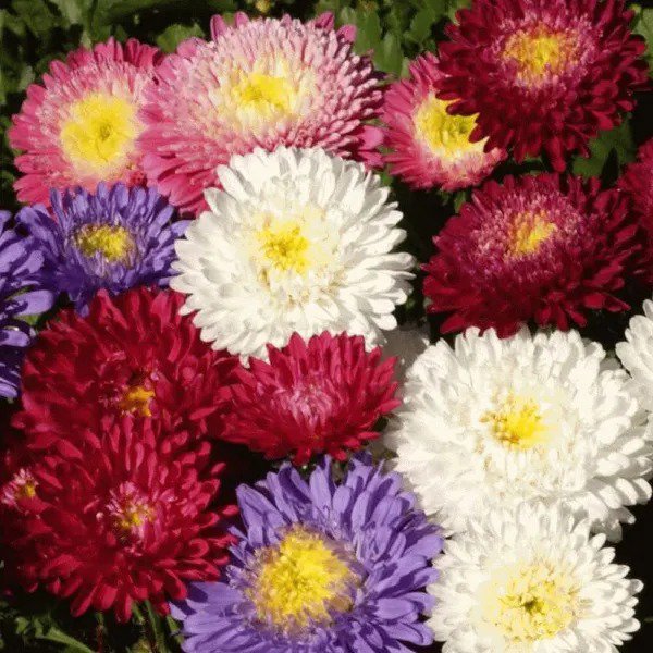 Fresh Aster Powder Puff Mix 100 Seeds Beautiful Annual Great Cut Flowers Garden