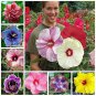 Fresh 100+ Pcs Mixed Hibiscus Seeds Giant Flowers Perennial Flower Ships From Iowa Garden