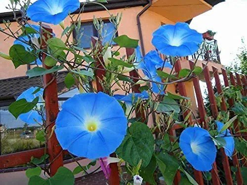 Fresh Blue Morning Glory Climbing Vine 300 Seeds To Plant Beautiful Flowering Vine Garden