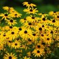 Fresh 500+ Black Eyed Susan Flower Seeds Beautiful Perennial Flower Made In Usa S Garden