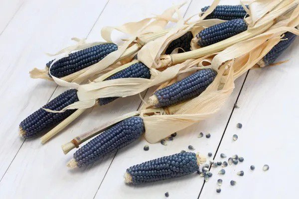 Fresh Exotic Blue Corn 25 Seeds To Plant Blue Corn Is The Most Rare Grow Blue Po Garden