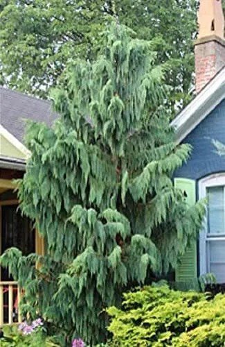 Fresh 25 Weeping Cypress Pine Seeds Hesperocyparis Funebris Non Gmo Seeds Grown A Garden