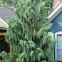 Fresh 25 Weeping Cypress Pine Seeds Hesperocyparis Funebris Non Gmo Seeds Grown A Garden