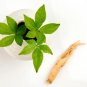 Fresh 50 Female Ginseng Seeds Medicinal Properties Shipped From Iowa. Made In Usa Garden