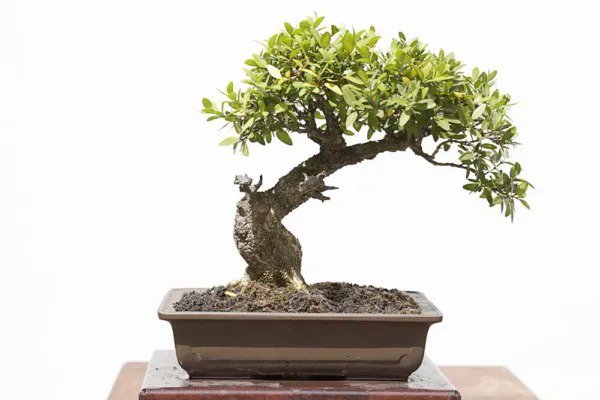 Fresh Chinese Boxwood Bonsai Tree Seeds Easy To Maintain Slow Growing Bonsai Specim Garden