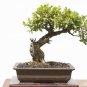 Fresh Chinese Boxwood Bonsai Tree Seeds Easy To Maintain Slow Growing Bonsai Specim Garden