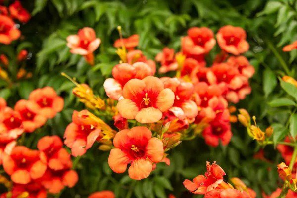 Fresh Rare Orange Hummingbird Bush Seeds 25 Seeds Orange Trumpet Vine Non Gmo Se Garden