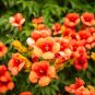 Fresh Rare Orange Hummingbird Bush Seeds 25 Seeds Orange Trumpet Vine Non Gmo Se Garden
