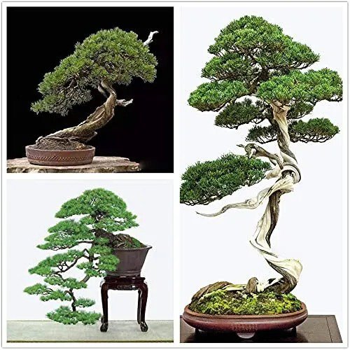 Fresh Bonsai Tree Japanese Black Pine Seeds 30+ Seeds To Grow Prized Evergreen Bon Garden