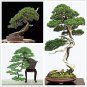 Fresh Bonsai Tree Japanese Black Pine Seeds 30+ Seeds To Grow Prized Evergreen Bon Garden