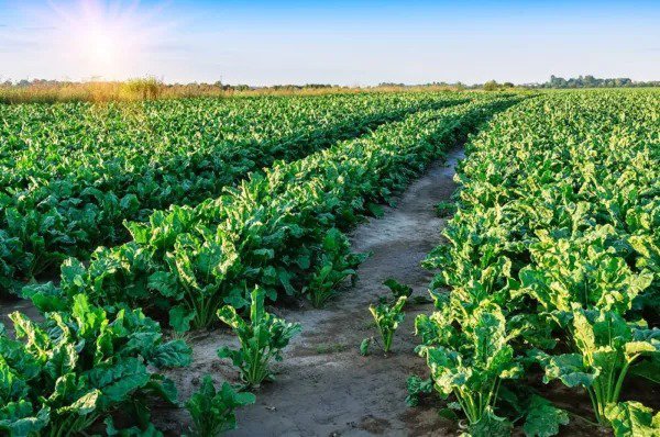 Fresh Sugar Beets Deer Food Plot Seeds 500 Seeds To Grow Whitetail Deer Go Wild Garden