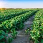 Fresh Sugar Beets Deer Food Plot Seeds 500 Seeds To Grow Whitetail Deer Go Wild Garden