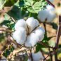 Fresh Cotton Seeds 10 Seeds For Planting Grow Levant Cotton Ships From Iowa Usa Garden