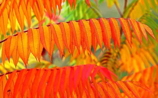 Fresh Flameleaf Sumac Tree Seeds 30 Seeds For Planting Prized For Vibrant Fall Garden