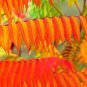 Fresh Flameleaf Sumac Tree Seeds 30 Seeds For Planting Prized For Vibrant Fall Garden
