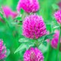 Fresh Red Clover Seed 500+ Seeds Great From Food Plot Cover Crop Pasture Mix P Garden