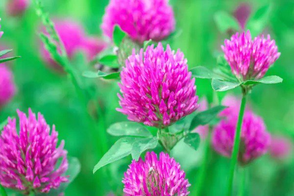Fresh Red Clover Seed 2 Pounds Great From Food Plot Cover Crop Pasture Mix Garden