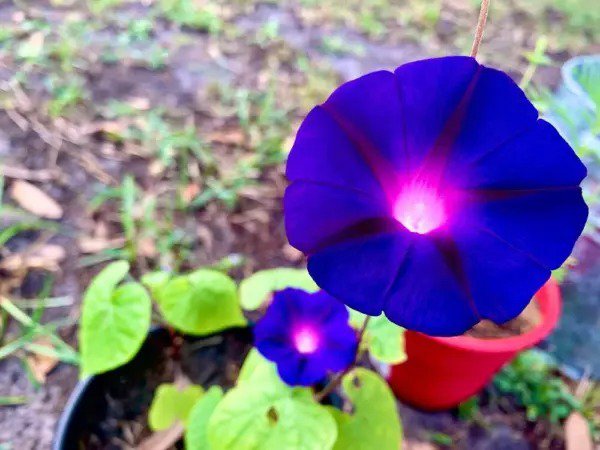 Fresh Purple Morning Glory Climbing Vine 100+ Seeds To Plant Beautiful Flowering V Garden