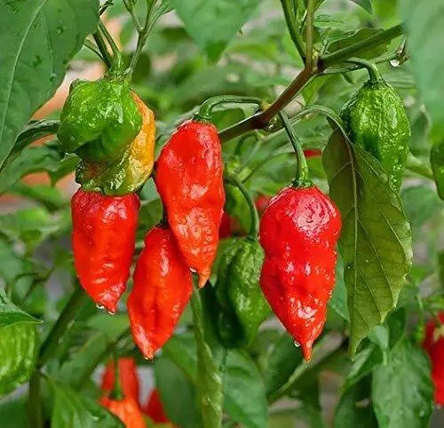 Fresh 100+ Ghost Hot Pepper Seeds Bhut Jolokia Red Hot Chili Vegetable Seed Organic Garden