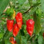 Fresh 100+ Ghost Hot Pepper Seeds Bhut Jolokia Red Hot Chili Vegetable Seed Organic Garden