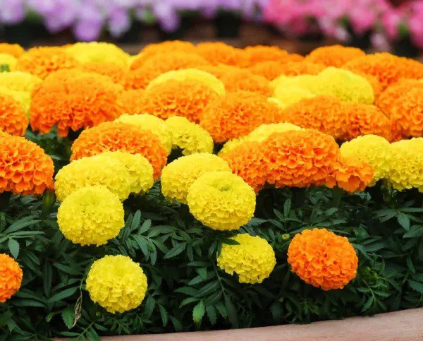 Fresh Marigold Cracker Jack Seeds For Planting 1 000+ Seeds Beautiful Multi Colore Garden