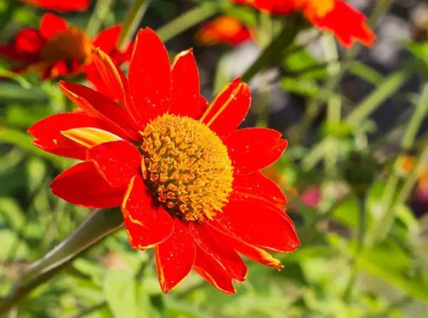 Fresh Mexican Sunflower Seeds 75+ Seeds Attract Butterflies And Hummingbirds Garden