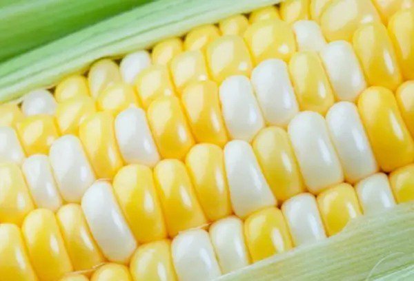 Fresh Peaches And Cream Sweet Corn Seeds 250+ Seeds Garden
