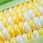 Fresh Peaches And Cream Sweet Corn Seeds 250+ Seeds Garden