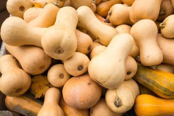 Fresh Winter Squash Seeds 10 Seeds Tasty Butternut Squash Garden