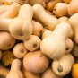 Fresh Winter Squash Seeds 10 Seeds Tasty Butternut Squash Garden