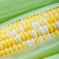 Fresh American Favorites Peaches And Cream Sweet Corn Seeds 75 Seeds Garden