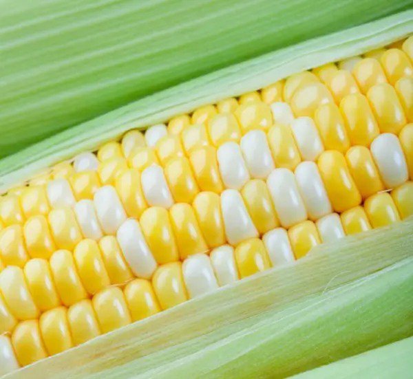 Fresh Peaches And Cream Sweet Corn Seeds 100 Seeds Garden