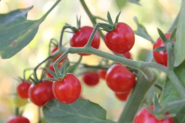 Fresh Super Sweet 100 Cherry Tomato Seeds For Planting 100+ Seeds Made In Usa Garden