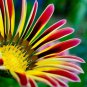 Fresh Exotic Gazinia Seeds For Planting 100+ Seeds Beautiful Ganazia Flowers To Gr Garden
