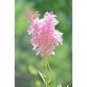 Fresh Queen Of The Prairie Seeds (40 Seed Pack) Garden