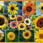 Fresh 100+ Sunflower Seeds For Planting Exotic Colors Mix Garden