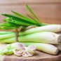 Fresh Lemongrass Seeds 100 Seeds Popular Essential Oil And Edible Ships From Iow Garden
