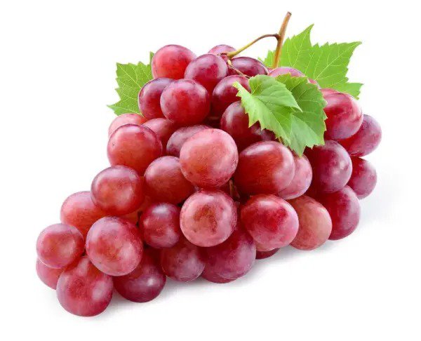 Fresh 20+ Red Concord Grape Seeds Grow Grape Vines For Wine Making Fruit Dessert Garden