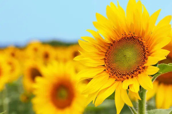 Fresh 50 Grey Striped Mammoth Sunflower Seed To Plant Huge Vibrant Flowers Ships F Garden
